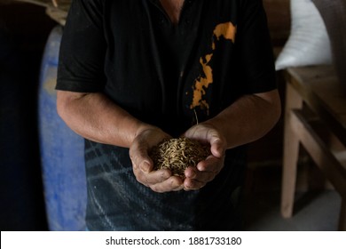 Old Woman Farmer Showing Rice Harvest In Family Agriculture Farm O The State Of Minas Gerais, Brazil.