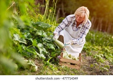 Old Woman In Garden Looking At Organic Produced Zucchini 