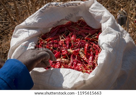 Old woman harvesting chillies in the sun on a farm
