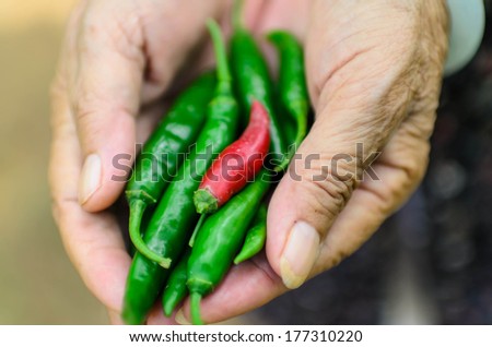 Old Woman holding fresh red chili peppers in her hands