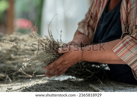 Old woman housewife grinds dried lavender. Heavy manual labor on home farm in village rural non urban area outside city. Housekeeping, growing herbs and spices at home, collecting fragrant plants.