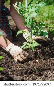 old woman inserts saplings of tomatoes in the ground in the spring - Shutterstock ID 1971772097