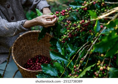 An old woman select the best ripe coffee beans. Red ripe coffee beans harveting from organic farm.