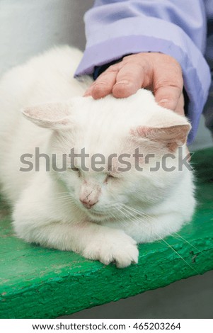 Old woman touching white cat