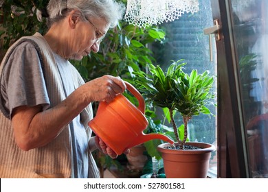 Old Woman Watering Flowers