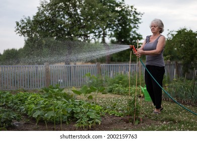 Old Woman Watering Strawberry In The Garden.