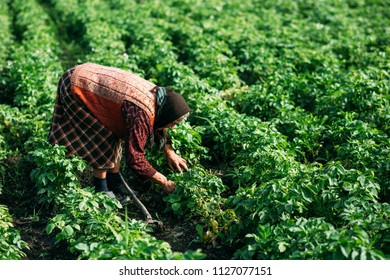 Old Woman Works In The Garden, Digs Potatoes In The Village. Grandmother In The Field.