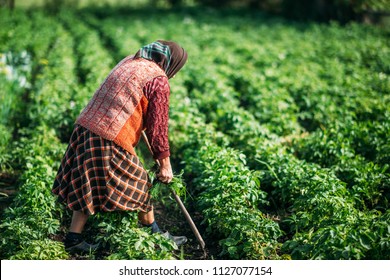 Old Woman Works In The Garden, Digs Potatoes In The Village. Grandmother In The Field.