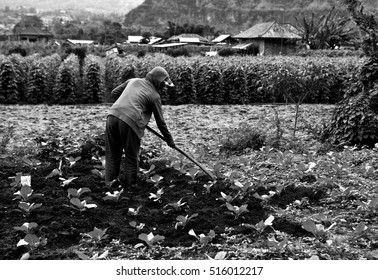 Old Woman Works In The Kitchen Garden. Black-white Photo.