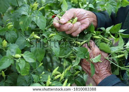 An old woman's hand picking fresh peppers at the chili tree (ingredients for cooking and selling).