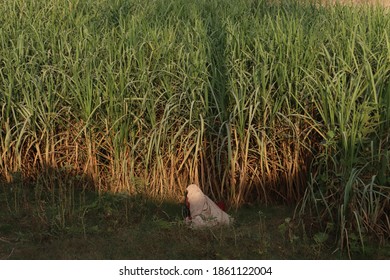 An Old Women Working In A Field.