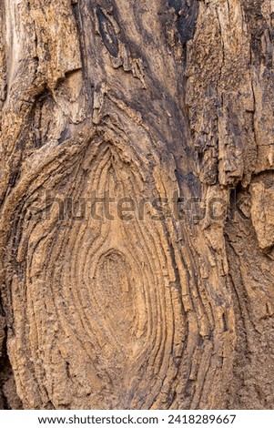old wood background close up