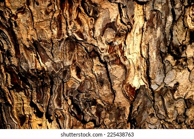 Old Wood Bark Texture