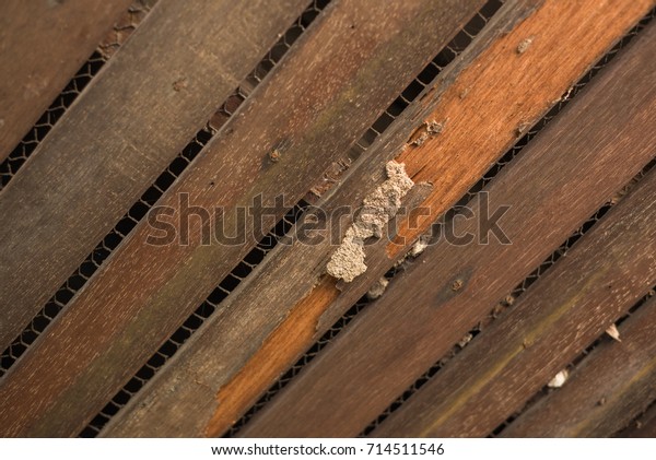 Old Wood Ceiling Termites Damage Termite Stock Photo Edit