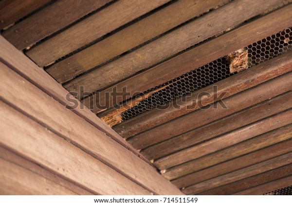 Old Wood Ceiling Termites Damage Termite Stock Photo Edit