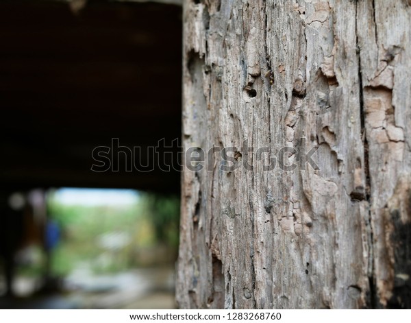 old wood was eating by\
termites.
