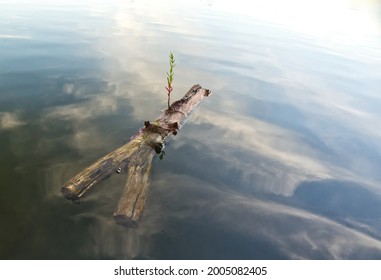 Old Wood Log Floating On A Calm Lake And Small Alive Branch Growing Out From It, Life Finds Its Way Against Depression, New Start For Life, Wonderful World 