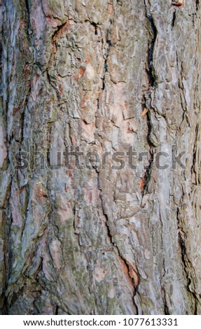 old wood pine tree texture with bark