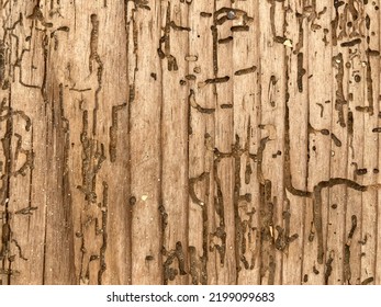 An Old Wood Surface With The Damage Of Woodworms