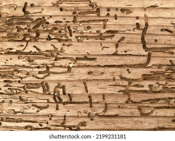 An Old Wood Surface With The Damage Of Woodworms