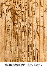 An Old Wood Surface With The Damage Of Woodworms