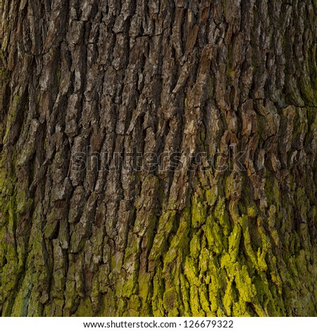 old wood tree bark texture with green moss