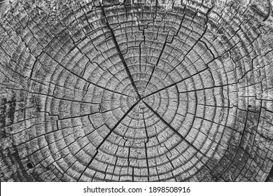 Old Wood Tree Rings worn texture, weathered section of wood with cracked rings and amazing detailed textured natural full frame  background	
