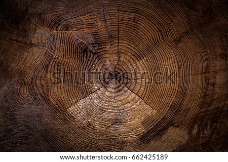Old wood trunk cut