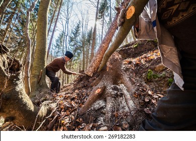 Old woodcutter trying to take down a sawn tree with an anchor winch and man power