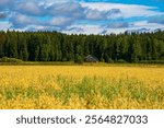 Old wooden barn surrounded by vibrant yellow rapeseed field and majestic Finnish forest. Idyllic countryside scene represents the harmonious blend of traditional farming and pristine wilderness