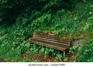 The Old Wooden Bench Ingrown Into Lush Greenery.