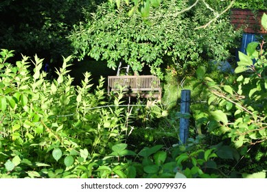 Old Wooden Bench in Overgrown Garden 