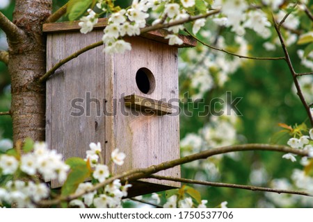 Old wooden birdhouse on a cherry tree in the farm park zone. Simple birdhouse design. Shelter for bird breeding, nesting box on a tree