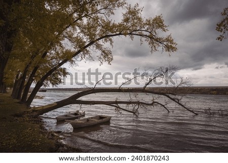 Old wooden Boat docked up by the old cracked tree. old boats stay still on shore in river. Many empty wooden old boats standing at river bank in autumn wild landscape. Fishing boats, Rustic morning.