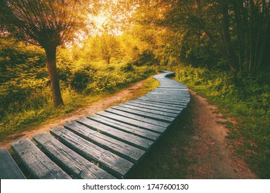 Old wooden bridge in the middle of a dense forest, brightness of the sun among the branches in the  forest
