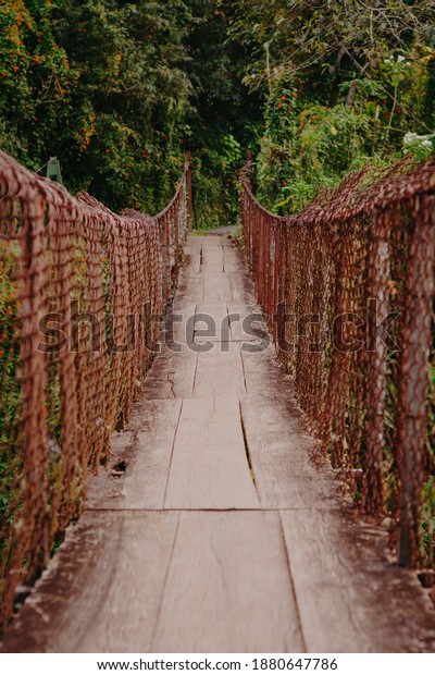Old wooden bridge in\
nature