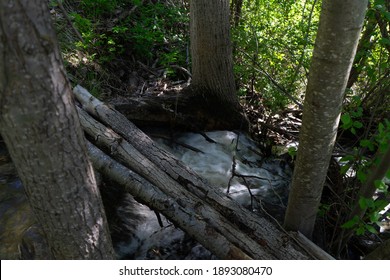 Old Wooden Bridge Over Forest Stream. Forest Trail Water Stream 