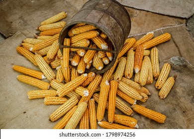 Old Wooden Bushel With Dried Corn