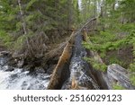 Old wooden chute that was used to convey logs to the sawmill, picture from Vaester  Norrland Sweden.