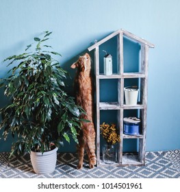 Old Wooden Dollhouse, Ginger Cat And Ficus