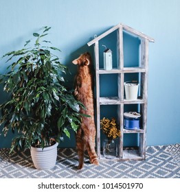 Old Wooden Dollhouse, Ginger Cat And Ficus