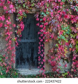 Old wooden door overgrown with ivy in fall colors