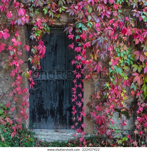 Old Wooden Door Overgrown Ivy Fall Stock Photo (Edit Now) 222437422