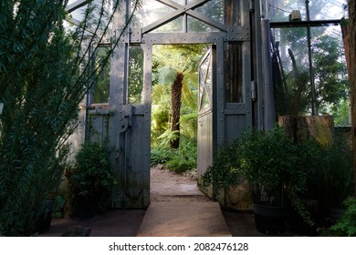 Old wooden entry doors to tropical orangery, winter garden or greenhouse with different evergreen and exotic plants growing. Glasshouse entrance with tropic and subtropics vegetation. Botany concept
