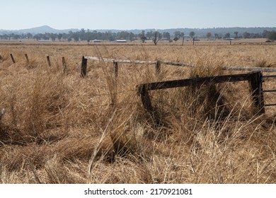 An Old Wooden Fence In Long Brown Grass In Queensland, Australia