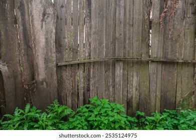 Old wooden fence surrounded by lush green ivy creates a rustic outdoor atmosphere - Powered by Shutterstock