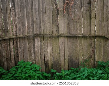 Old wooden fence surrounded by lush green ivy creates a rustic outdoor atmosphere - Powered by Shutterstock