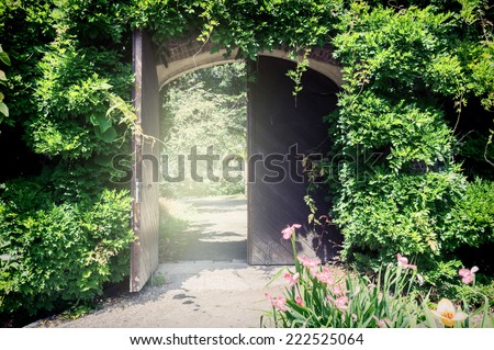 Old wooden gate with lianas