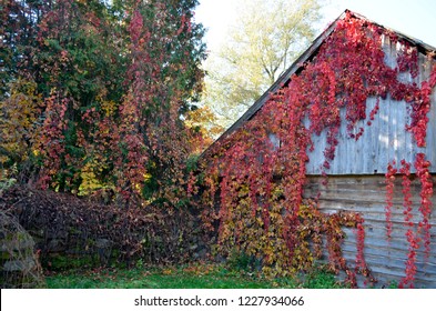 Old Wooden House With Red Climber Plant