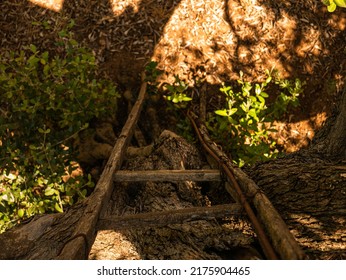 Old Wooden Ladder By Tree